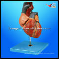 Modelo humano del corazón de la ISO, modelo de la anatomía del corazón, corazón de la anatomía